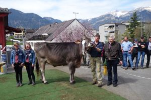 k-5Rindermiss BS Blooming PETA Tres u. Patrick Durrer